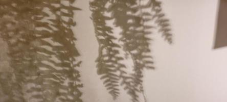 sombra de plantas de samambaia com fundo branco e textura foto