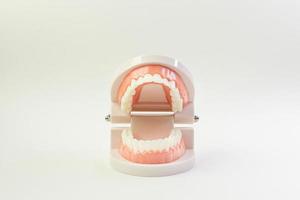 o modelo de dente em fundo branco para conteúdo odontológico. foto