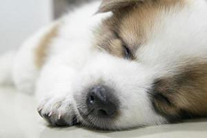 close-up bonitinho tailandês bangkaew cachorro dormindo foto