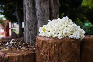 um aglomerado de lindas flores brancas de dolichandrone serrulata é empilhado em um tronco de cimento marrom. foto