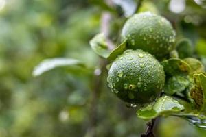 uma visão de perto de um grande aglomerado de limas verdes cheias de gotas de orvalho. foto