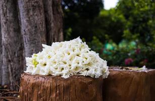cachos lindamente desabrochados de flores brancas de dolicandrone serrulata são empilhadas em troncos de cimento marrom. foto