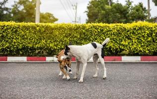 dois cães tailandeses marrons e preto e branco estão brincando e mordendo alegremente. foto