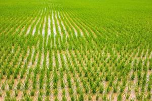 plano de fundo, vista panorâmica, muitas mudas de arroz verde crescendo em fileiras. foto