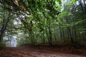 um caminho mágico com folhas para a floresta nebulosa. paisagem de neblina cênica foto