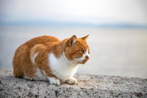 retrato de gato fofo. fundo desfocado. visão horizontal foto