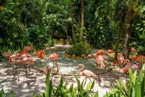 flamingos cor de rosa na sombra das árvores no parque, playa del carmen, riviera maya, yu atan, méxico foto
