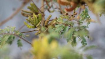 flores indonésias que estão secando e algumas ainda frescas foto