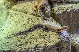 lagarto chapeado em loro parque, tenerife, ilhas canárias. foto