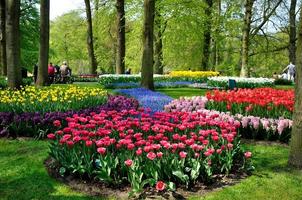 tulipas roxas, amarelas, azuis, rosa e brancas no parque keukenhof em foto