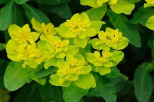 flores verde-amarelas em fulda, hessen, alemanha foto