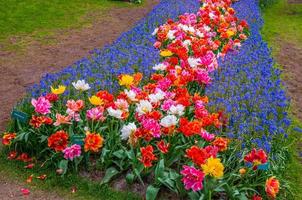 caminhos de flores coloridas, parque keukenhof, lisse na holanda foto