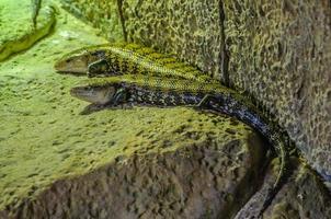 lagarto chapeado em loro parque, tenerife, ilhas canárias. foto