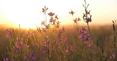 lindas ervas daninhas e flores close-up foto