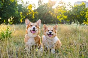 dois corgis fofos posando no parque foto