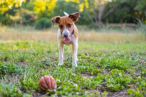 jack russell terrier no parque foto