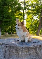 retrato de cachorro corgi engraçado ao ar livre no parque foto