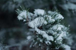 pinheiro perene de natal coberto de neve fresca foto