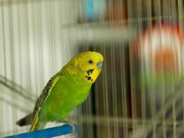 pássaro verde na gaiola foto