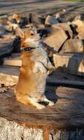 retrato de cachorro corgi engraçado ao ar livre no parque foto