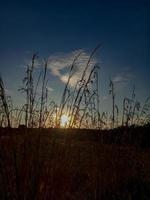 belo pôr do sol atrás da grama foto