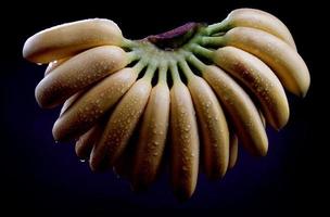 um belo grande cacho de bananas é isolado em um fundo preto. bananas maduras. foto