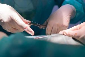 uma equipe de cirurgiões e veterinários realizando operação de castração ou esterilização em um gato em um hospital de animais. foto