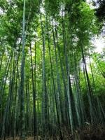 floresta de bambu foto
