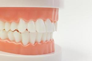 o modelo de dente em fundo branco para conteúdo odontológico. foto