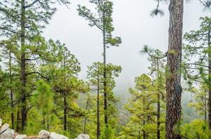 pinheiros canários, pinus canariensis na natureza florestal corona foto