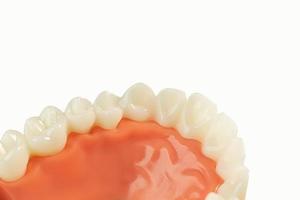 modelo de dente em fundo branco isolado. foto