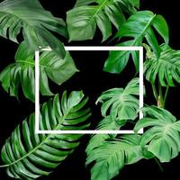 padrão de folhas verdes com moldura branca para o conceito de natureza, fundo texturizado de árvore de monstera de folha tropical foto
