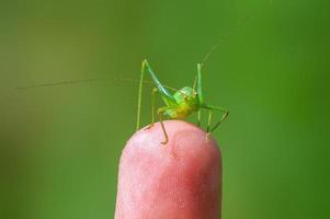 um gafanhoto verde senta-se em um dedo e aquece foto