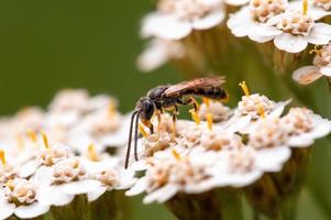 uma vespa senta-se em uma flor em um prado foto