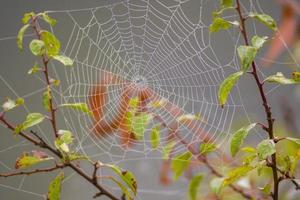 uma teia de aranha com gotas de orvalho em um prado no verão foto