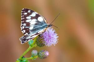 um branco marmorizado está sentado em uma flor em um prado foto