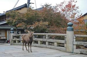 veado marrom japonês em uma antiga ponte de pedra em nara japão foto