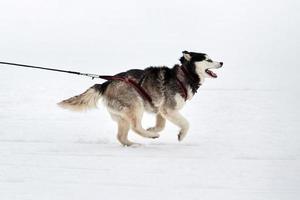 correndo cão husky na corrida de cães de trenó foto