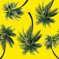 padrão de folhas de palmeira verde para o conceito de natureza, coqueiro tropical isolado em fundo amarelo foto