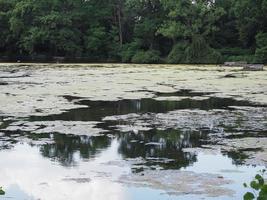 mucilagem e algas na lagoa foto