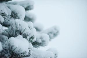 pinheiro perene de natal coberto de neve fresca foto