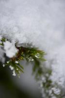 pinheiro perene de natal coberto de neve fresca foto