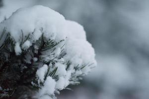 pinheiro perene de natal coberto de neve fresca foto