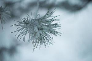 pinheiro perene de natal coberto de neve fresca foto