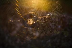 aranha em uma teia ao sol, na floresta foto