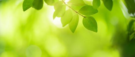 closeup da bela natureza ver folha verde sobre fundo desfocado de vegetação no jardim com espaço de cópia usando como conceito de página de capa de fundo. foto