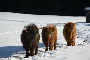 animal de vaca no inverno foto