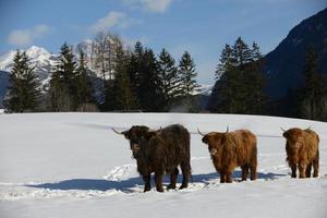 animal de vaca no inverno foto