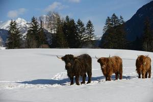 animal de vaca no inverno foto