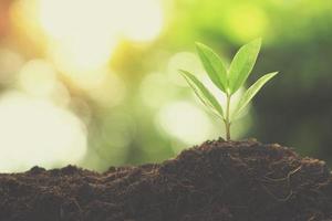 planta jovem com luz da manhã no fundo da natureza foto